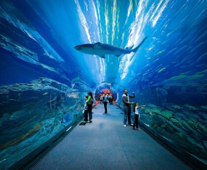 https://www.dsktravelsdubai.com/tour/dubai-mall-aquarium-underwater-zoo/