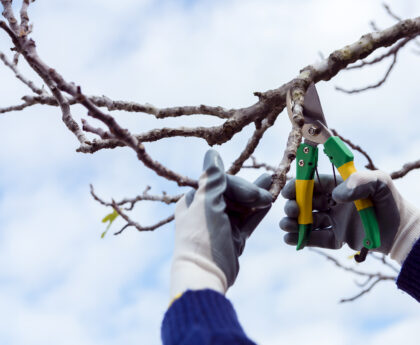 Caring for Your Trees: Tree Removal and Maintenance in Fort Myers