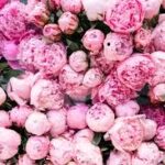 peonies flowers wholesale in New Jersey