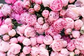 peonies flowers wholesale in New Jersey
